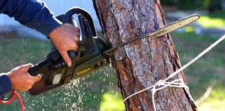 Best Lawn Pest Prevention  in Lakeland South, WA