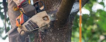 Best Tree Risk Assessment  in Lakeland South, WA