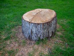Best Commercial Tree Services  in Lakeland South, WA