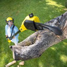 Best Tree Cabling and Bracing  in Lakeland South, WA