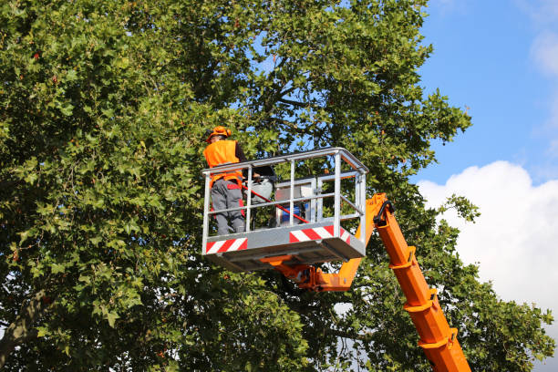 Best Firewood Processing and Delivery  in Lakeland South, WA