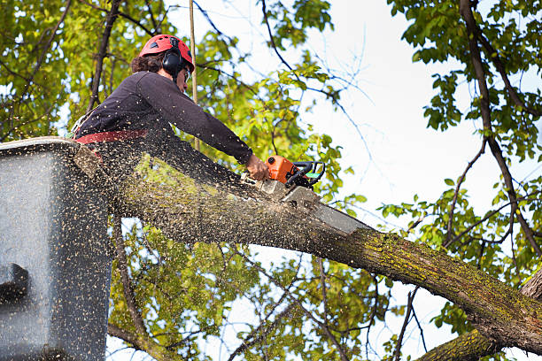 How Our Tree Care Process Works  in  Lakeland South, WA